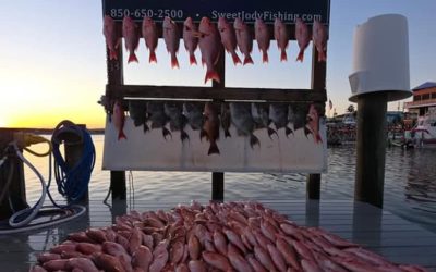 The Complete Guide to Snapper Fishing in Destin with Sweet Jody Fishing