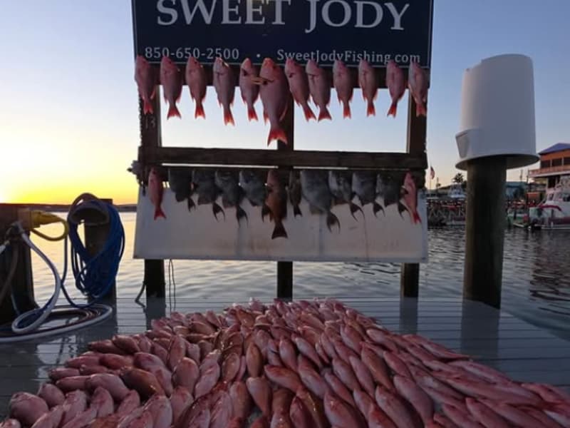 Complete Guide to Snapper Fishing